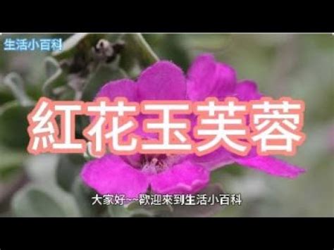 芙蓉風水|芙蓉風水寓意與作用